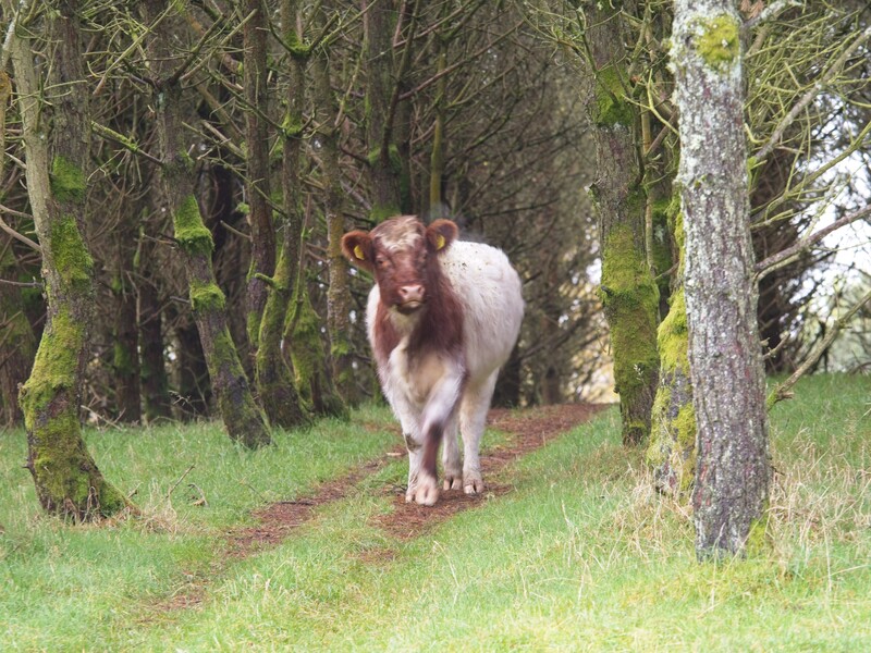 Brown and white cow walking on a path through a tree-lined forest with moss-covered trunks.