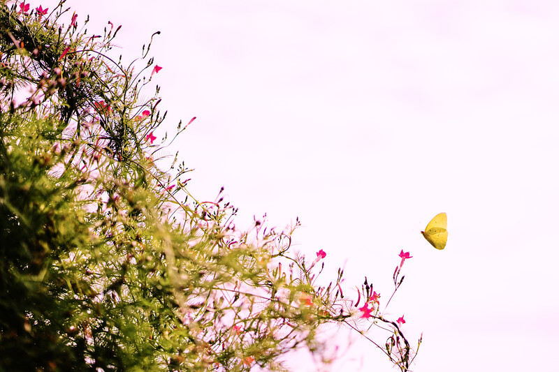 Yellow butterfly in flight above delicate pink flowers and feathery green foliage against a soft, hazy sky.