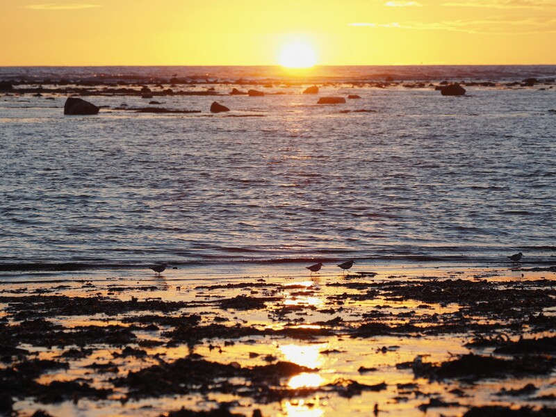 Golden sunset over rocky coastline with calm ocean and golden-hour light reflecting on wet sand and shallow water.