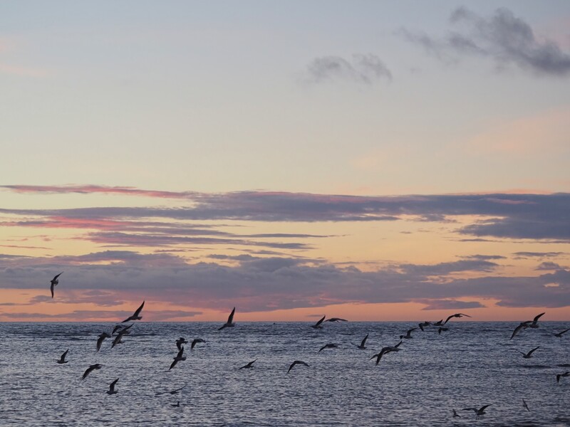 Flock of birds in silhouette flying over calm ocean water at twilight beneath a colorful sunset sky.