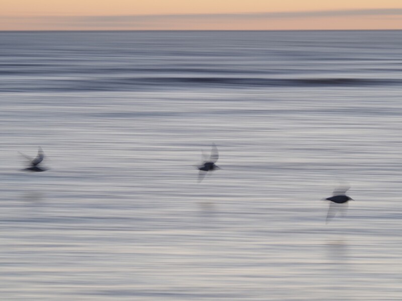 Three birds on calm water at dawn, rendered with horizontal motion blur creating streaked effect.