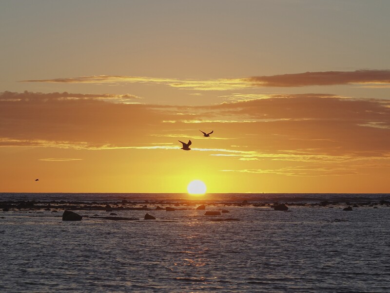Two birds in flight silhouetted against a golden sunset over the ocean with rocks visible in the water.