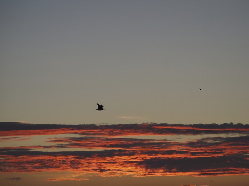 Two birds silhouetted against a dramatic sunset sky with vibrant orange and red cloud formations.