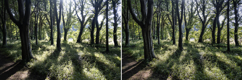Side-by-side comparison of a sunlit forest path with tall trees and dappled shadows on undergrowth.