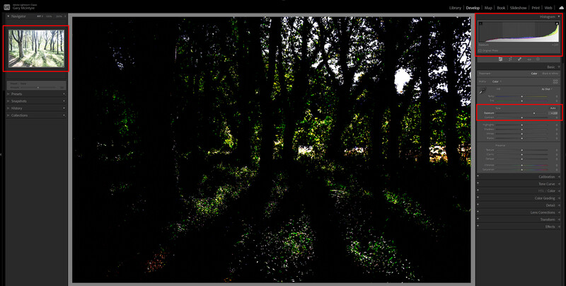 Screenshot of photo editing software showing a forest image with heavy black tones and green foliage highlights.
