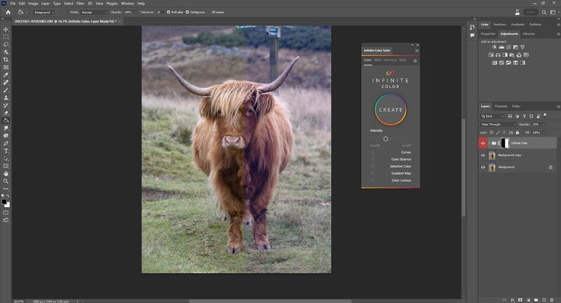 Highland cattle with long horns standing in a grassy field, facing the camera.