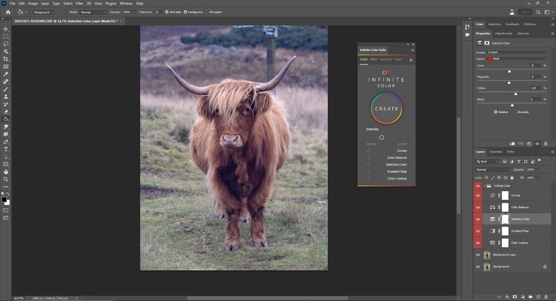 Highland cattle with long horns standing in a grassy field, photographed head-on.