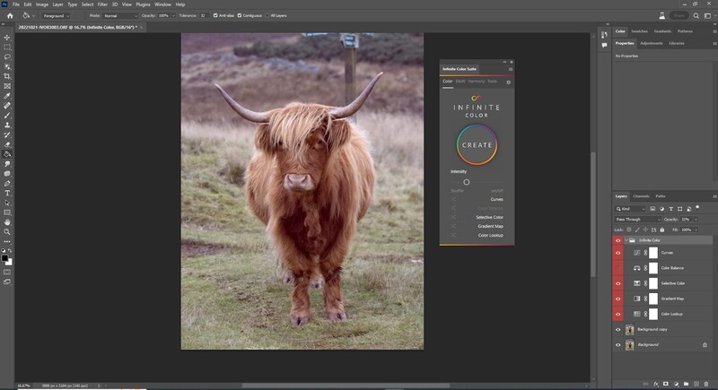 Screenshot of Adobe Photoshop with a Highland cattle portrait open in the main canvas.