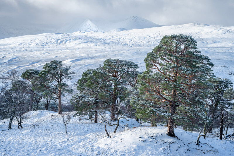 Snow-covered pine forest with snow-capped mountains in the distance under overcast sky.