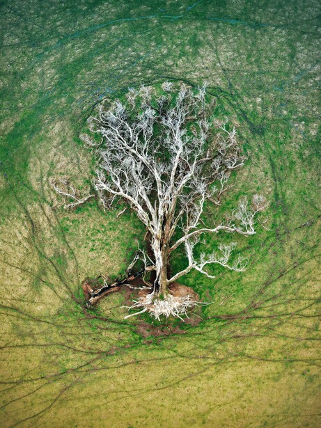 Bare white tree surrounded by concentric circles of green water, aerial view.