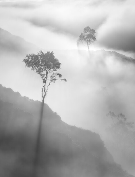 Solitary tall tree emerging from dense mountain fog and mist in monochromatic landscape.