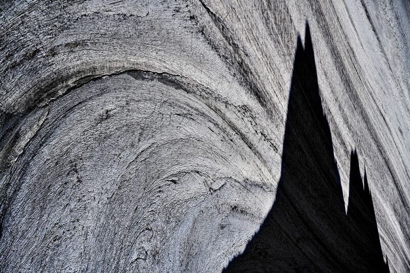 Close-up of tree bark rings and texture with strong shadow creating geometric contrast.