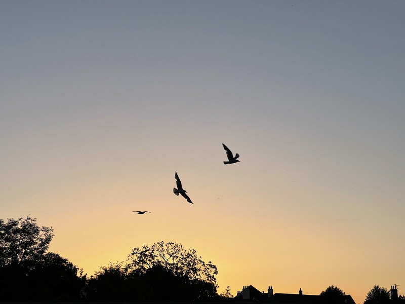 Three birds silhouetted against a golden sunset sky above a dark tree line.