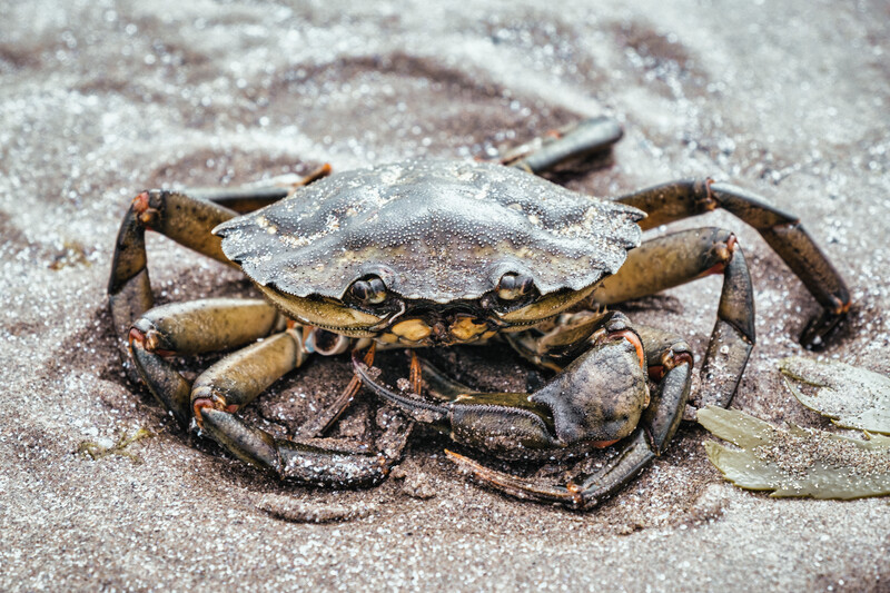 Brown crab on sandy beach with wet sand clinging to its shell.