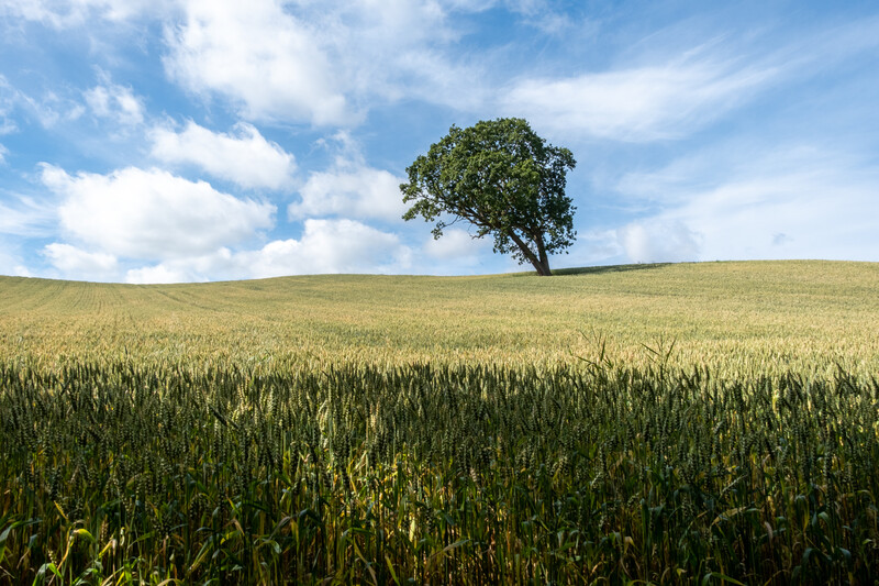 Solitary tree on a hillside in a grain field under blue sky with clouds.