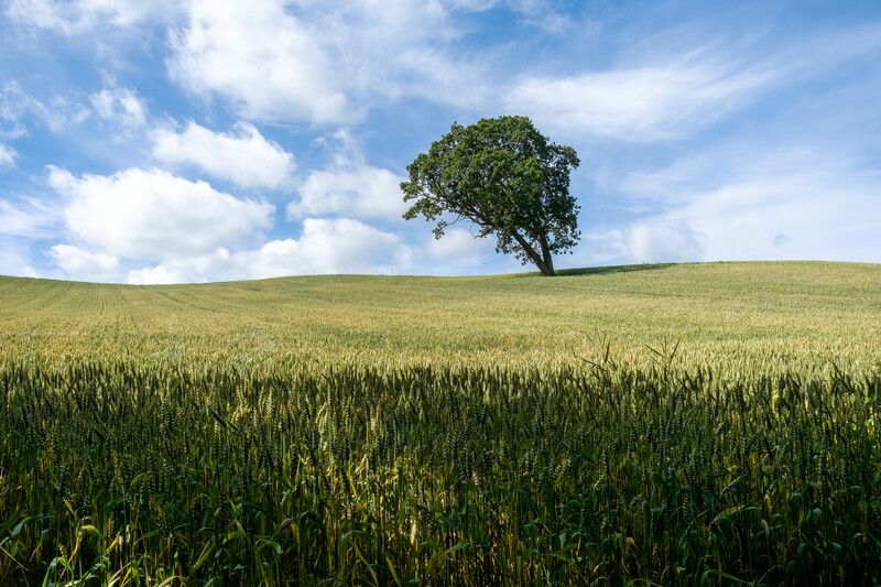 Solitary tree standing in a rolling grain field under a partly cloudy sky.