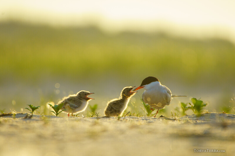 Adult wading bird feeding alongside two chick-sized birds in shallow water at golden hour.
