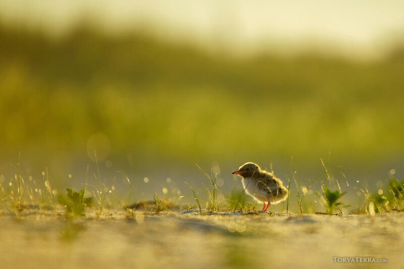 Small shorebird standing in shallow water among sparse marsh vegetation.
