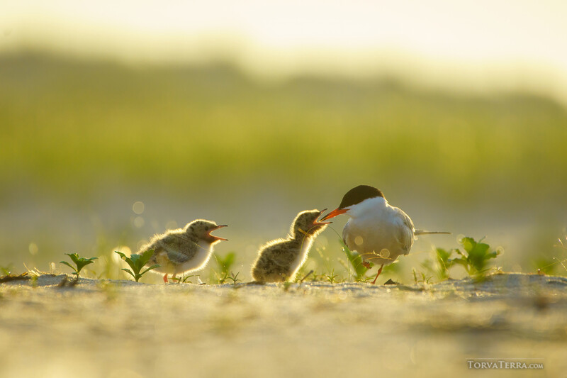 Adult shorebird feeding two chicks on sandy ground at golden hour.