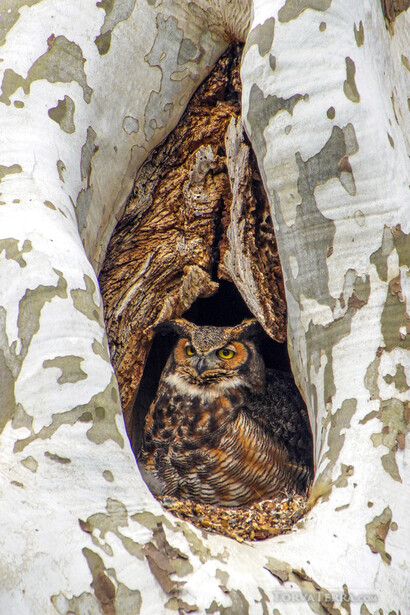 Spotted owl peering from a hollow in a white-barked tree trunk.