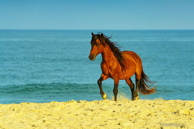 Bay horse trotting across sandy beach with ocean and clear sky in background.