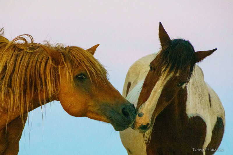 Two horses touching noses against a clear blue sky, one chestnut and one brown-and-white pinto.