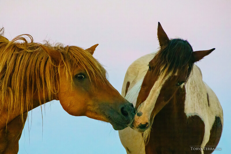 Two horses with long manes touching noses against a clear sky.