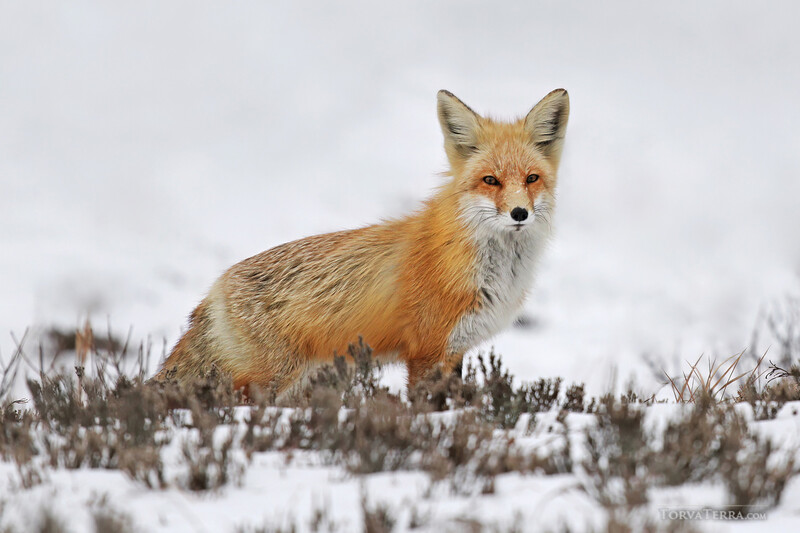 Red fox standing in snowy terrain with sparse vegetation, looking toward camera.