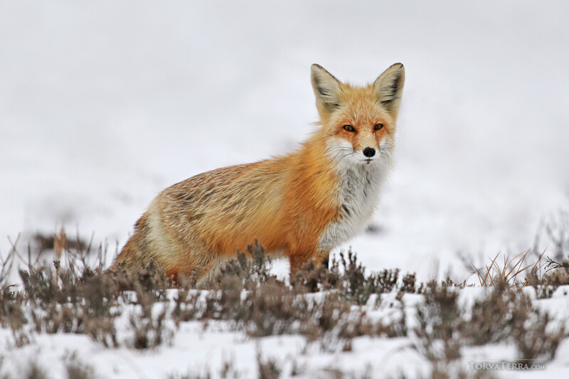 Red fox standing in snow-covered brush, facing the camera with alert expression.