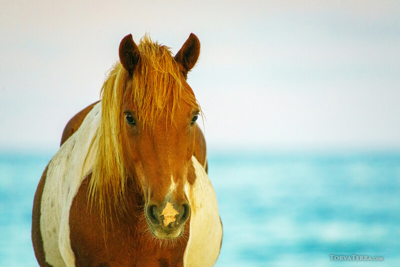 Golden-maned horse with white blaze facing camera against turquoise ocean backdrop.