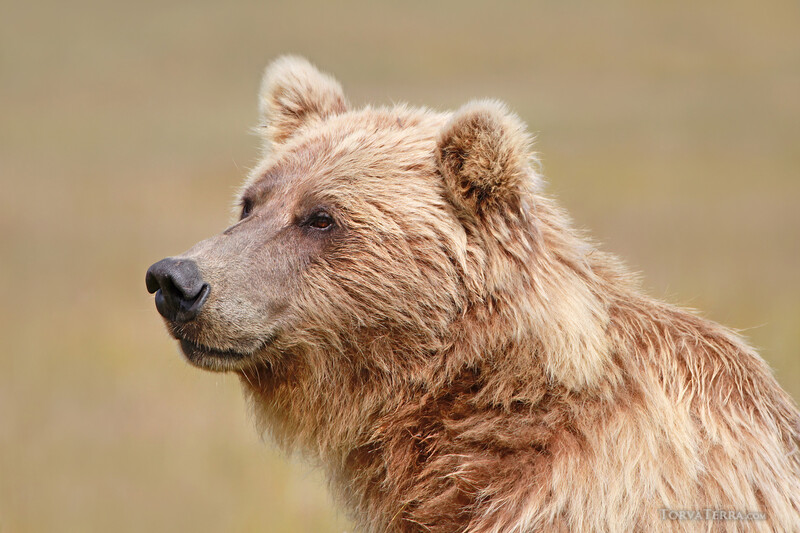 Close-up portrait of a brown bear's head in profile against a soft, blurred tan background.