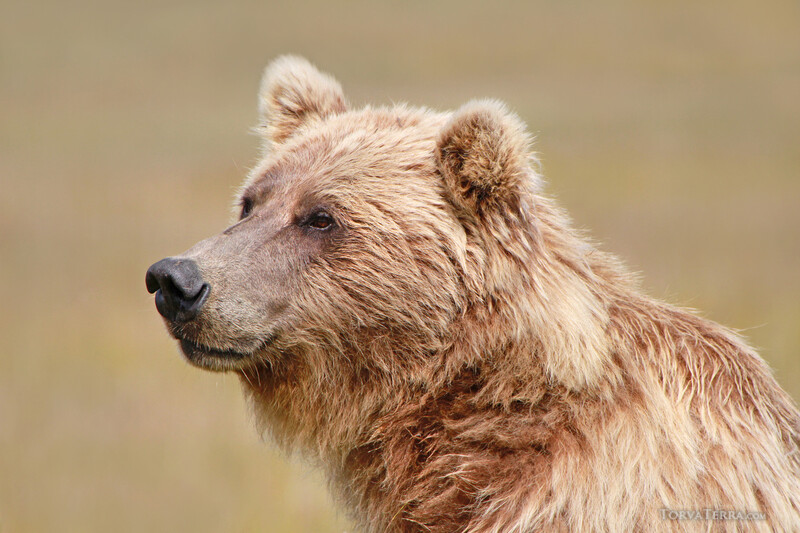Brown bear head in profile against a soft, blurred background.