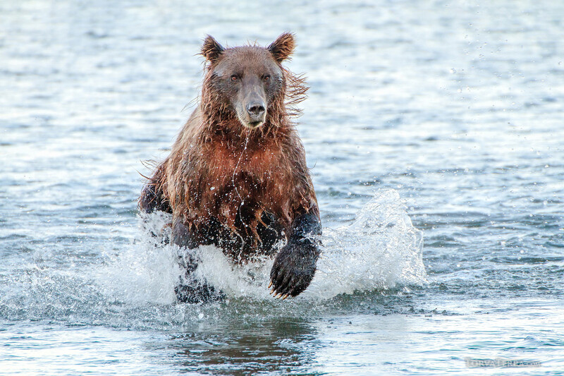 Brown bear running through shallow ocean water with water splashing around its legs and body.