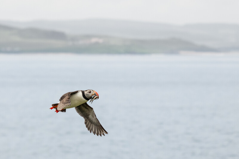 Puffin in flight carrying small fish in its beak against a blurred seascape background.