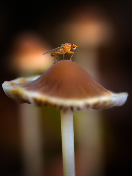Fly perched on top of a brown mushroom with blurred bokeh background.