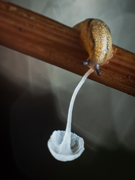 Snail suspended from wooden branch by mucus thread against soft gray background.