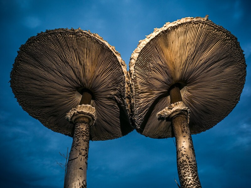 Two large mushrooms with broad, dark caps and pale gills shown from below against a clear blue sky.
