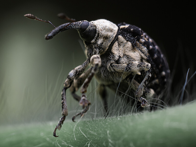 Macro photograph of a bee perched on a green leaf with precise detail and shallow depth of field.