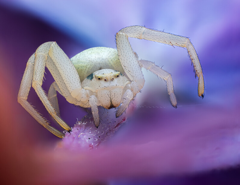 Pale crab spider perched on a pink flower bud against a soft purple and blue blurred background.