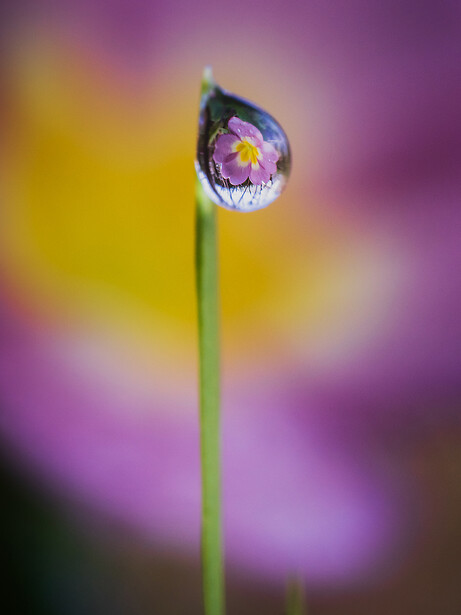 Water droplet perched on a thin green stem, reflecting a purple flower within its spherical surface.