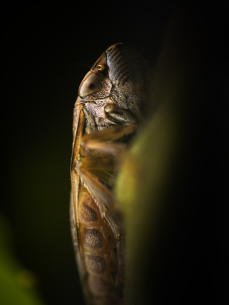 Brown moth clinging to a thin stem against a dark blurred background.