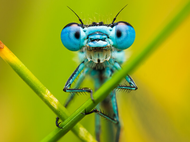Bright blue damselfly perched on green plant stems against yellow-green blurred background.