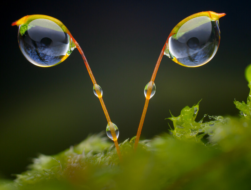 Two transparent water droplets perched atop orange-red plant stems with green foliage below.