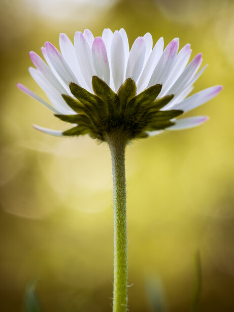 White daisy-like flower with pink-tipped petals photographed from below against a soft yellow-green blurred background.