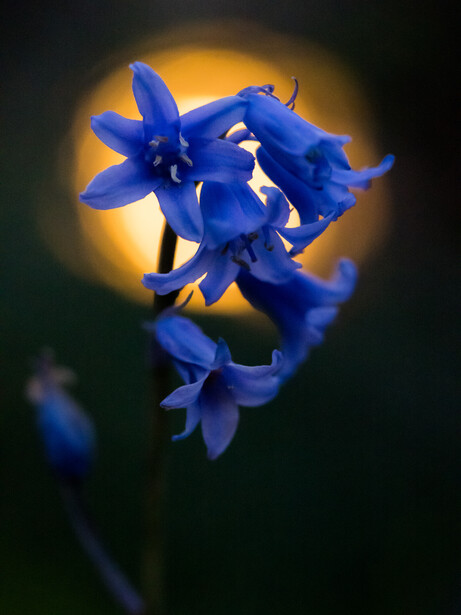 Vivid blue delphinium flowers backlit by warm golden light against a dark background.