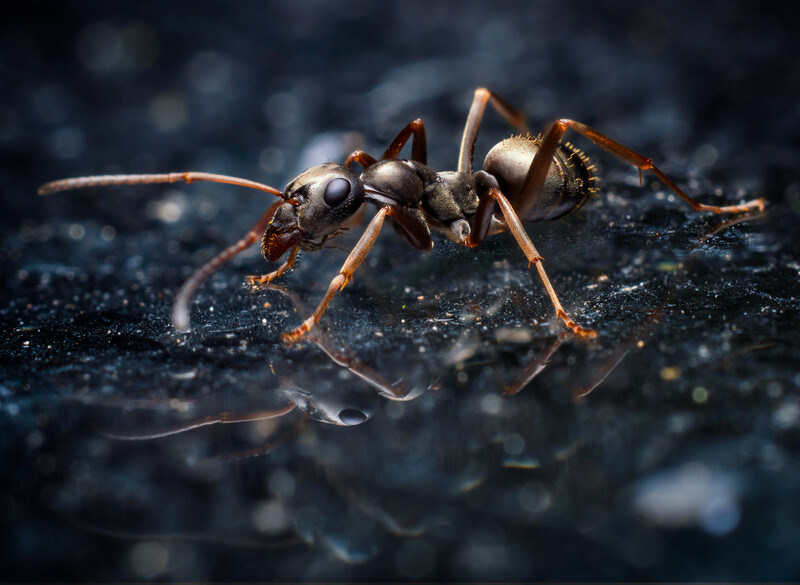 Macro photograph of a brown ant on a dark reflective surface with shallow depth of field.