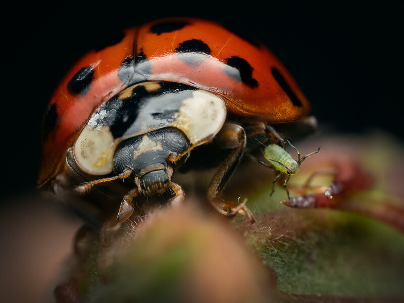Ladybug in macro detail on a plant stem against a dark blurred background.