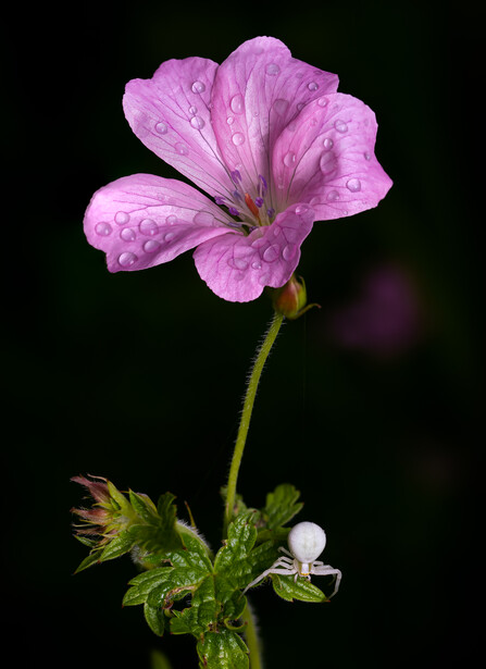 Pink geranium flower with water droplets against a dark background, with unopened buds below.