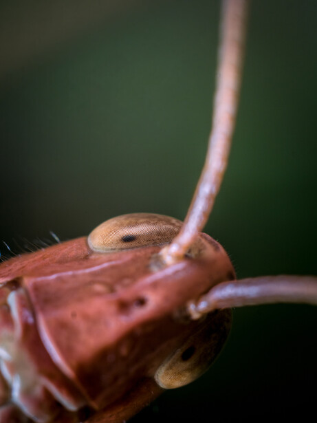 Close-up of a reddish-brown insect with curved antennae and segmented body against a blurred green background.