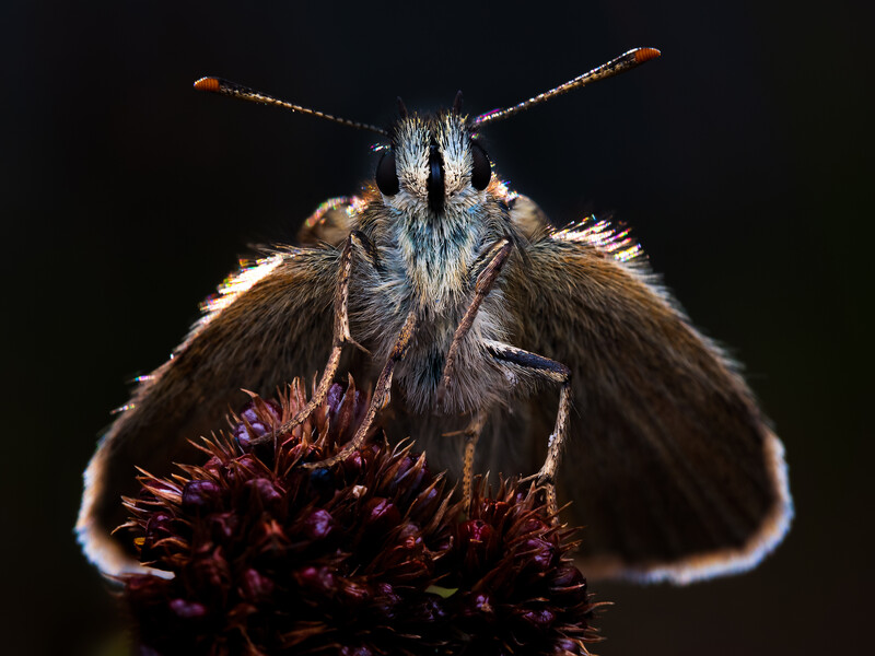 Brown moth with dark markings perched on a deep red flower against a black background.